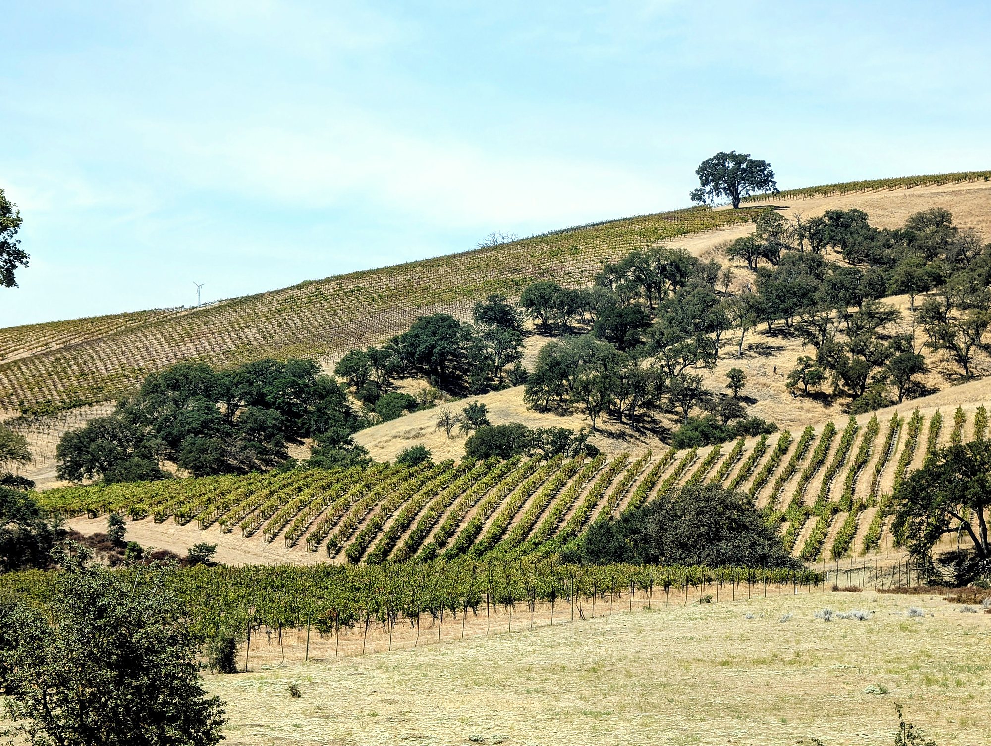 Vineyard rows climbing a golden hillside dotted with oak trees in the Estrella District of Paso Robles